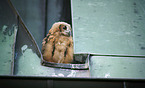 Eurasian Eagle Owl on the roof