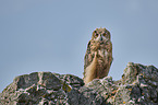sitting Eurasian Eagle Owl