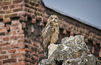 sitting Eurasian Eagle Owl