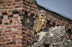 sitting Eurasian Eagle Owl