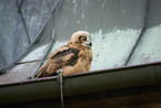 Eurasian Eagle Owl on the roof