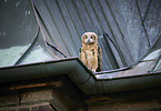 Eurasian Eagle Owl on the roof