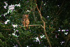 sitting Eurasian Eagle Owl