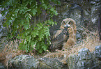 sitting Eurasian Eagle Owl