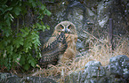 sitting Eurasian Eagle Owl