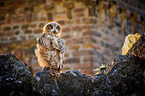 sitting Eurasian Eagle Owl