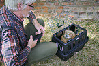 young Eurasian Eagle Owl in the box