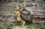 standing Eurasian Eagle Owl