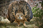 standing Eurasian Eagle Owl