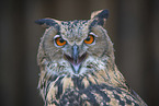 Eurasian Eagle Owl portrait