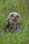 Eurasian Eagle Owl on a meadow