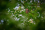 eagle owl sits on a tree