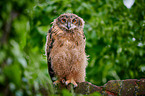 young eagle owl