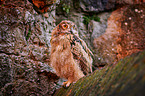 young eagle owl