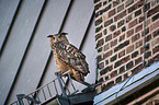 eagle owl sits on roof