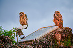 two young eagle owls
