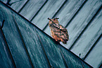 eagle owl sits on roof