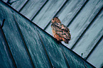 eagle owl sits on roof