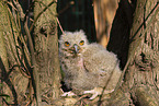 young eagle owl