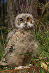 young eagle owl