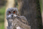 young eagle owl