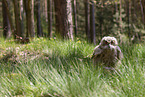 young eagle owl