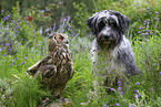 eagle owl