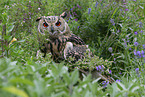 eagle owl