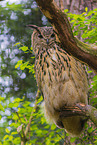 eagle owl