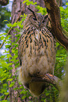 eagle owl