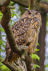 eagle owl
