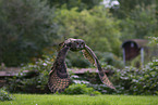 Eurasian eagle owl
