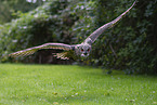Eurasian eagle owl
