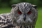 Eurasian eagle owl