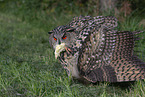 Eurasian eagle owl