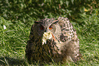 Eurasian eagle owl