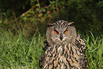 Eurasian eagle owl