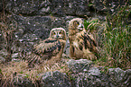 2 young eagle owls