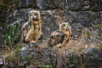 2 young eagle owls