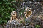 2 young eagle owls
