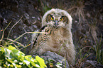 eagle owl