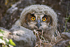eagle owl