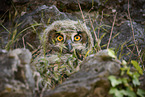 eagle owl