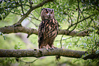 eagle owl