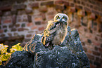 eagle owl