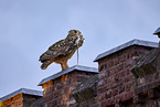 eagle owl