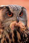 eagle owl