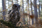 eagle owl
