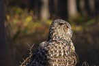 eagle owl
