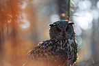 eagle owl